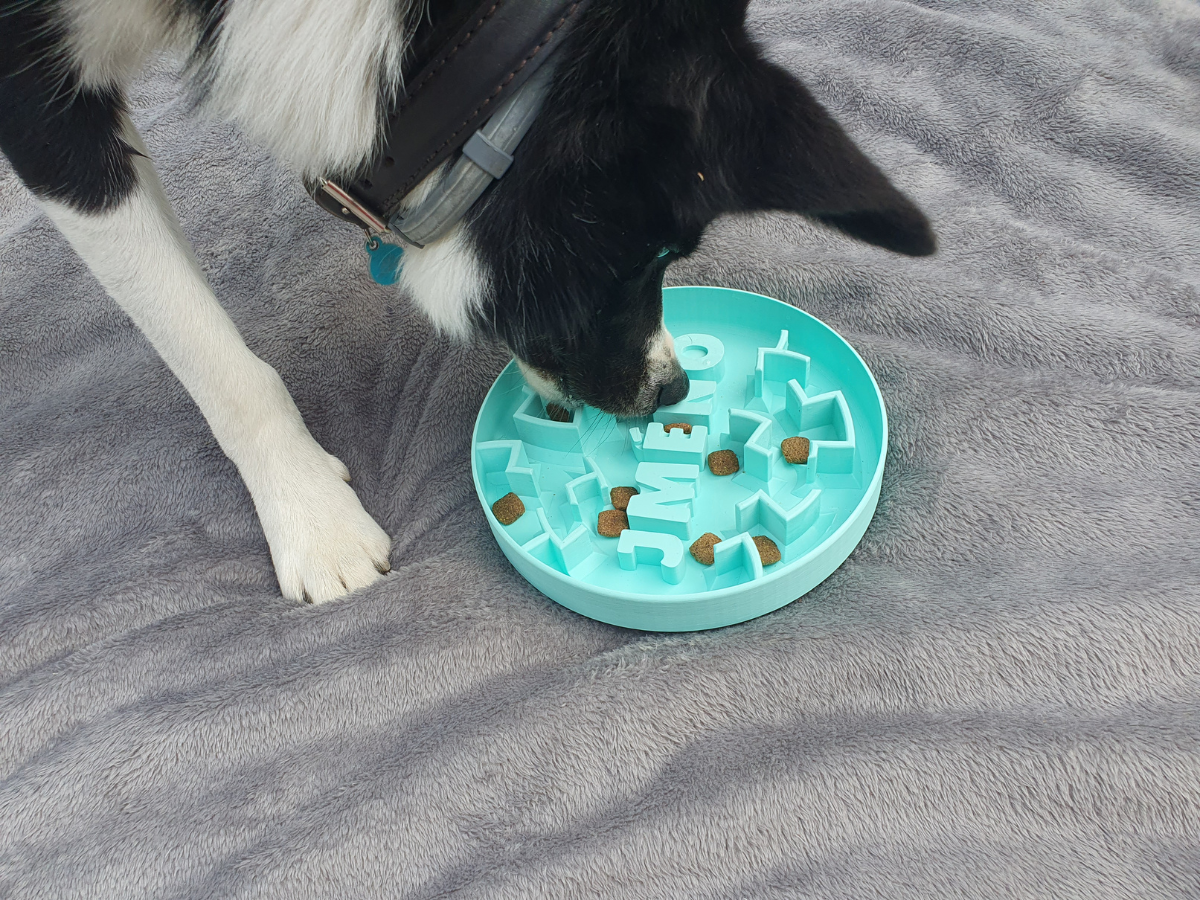 border collie dog eating from puzzle expert bowl