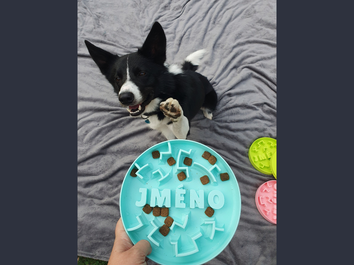 Puzzle expert bowl filled with kibble held in the air and dog reaching its paw towards the bowl