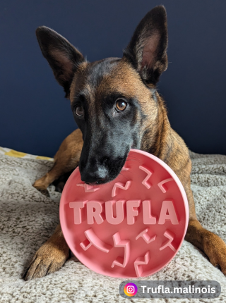 Happy dog with puzzle bowl